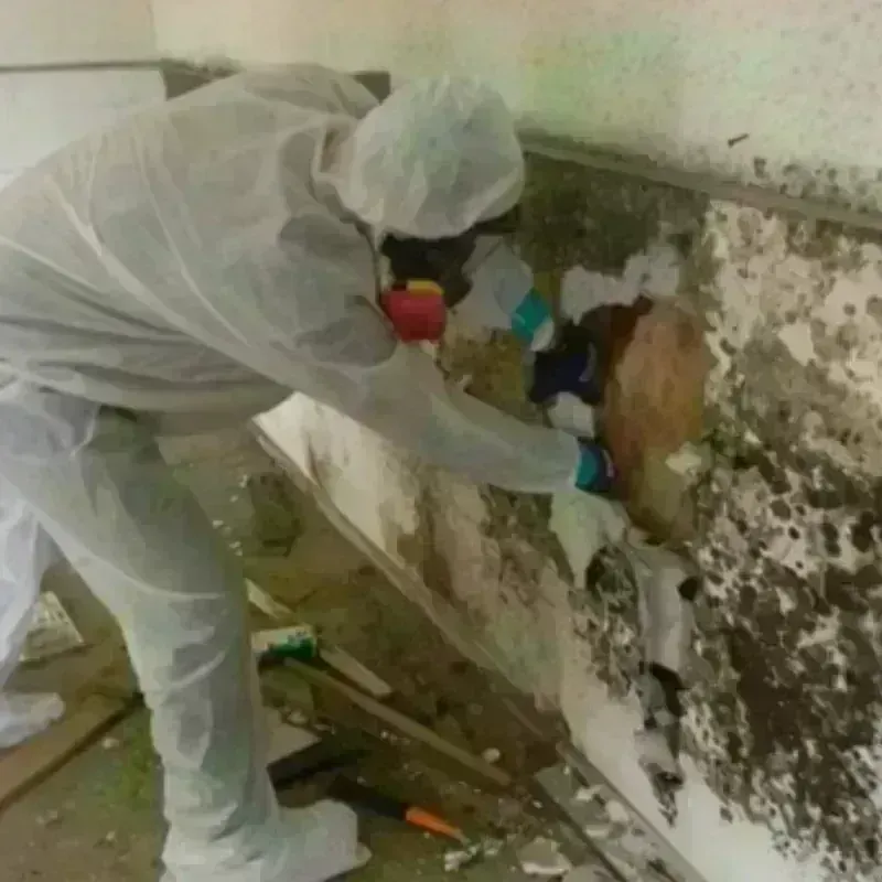 Mold Remediation and Removal in Palmyra, VA